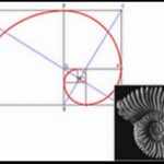 Salyangozdaki altın oran